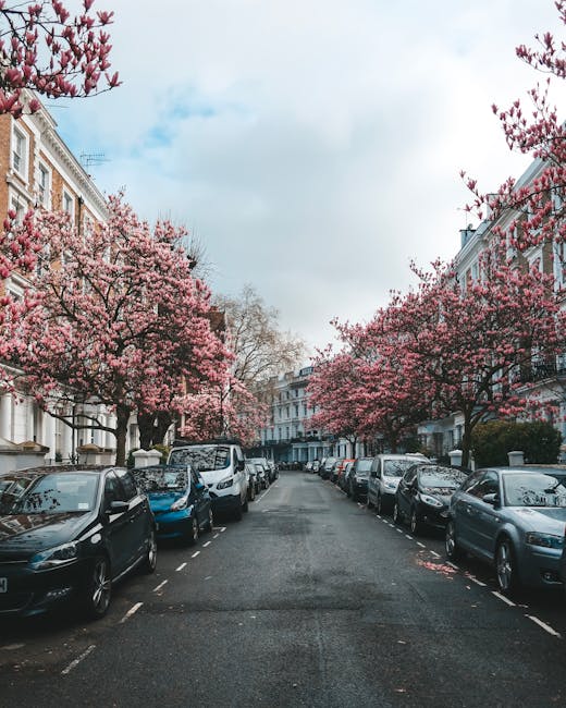 A residential street lined with parked cars on both sides, featuring a mix of compact and mid-sized vehicles with various colours and finishes, including black, grey, white, and blue. The street is bordered by white, multi-story Victorian-style townhouses with decorative architecture, some with small front gardens and railings. Prominent in the scene are several large, blooming cherry blossom trees with dense clusters of pink flowers, their branches extending over the parked cars and neighboring pavement. The trees create a canopy over the street, adding a vibrant splash of colour against a partly cloudy sky with light blue and white hues. The asphalt road appears clean, with faint white dashed lines marking parking spaces, and a slight sheen possibly indicating recent rain. The overall scene suggests a peaceful, residential urban environment during springtime, with mature trees and well-maintained houses. The image reflects a typical West Kensington setting, where private waste collection might be arranged, supported by services like Waste Disposal West Kensington for rubbish removal.